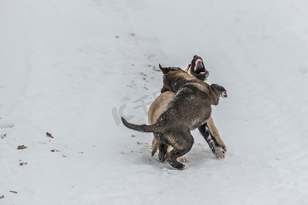 小狗在雪地里打架