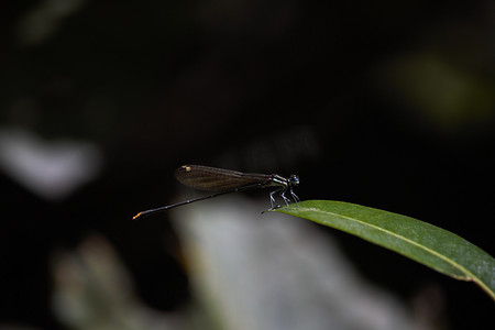 金尾豆娘栖息在叶尖 (Allocnemis leucosticta)