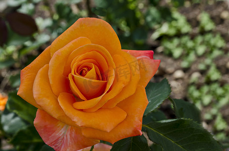 德鲁伊巴区天然室外花园盛开的橙色玫瑰丛