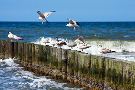 海码头和海鸥