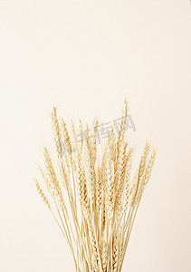 米黄色二十四节气摄影照片_关闭在米黄背景的麦穗。