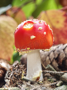 红色毒蕈伞形毒蕈或飞木耳蘑菇