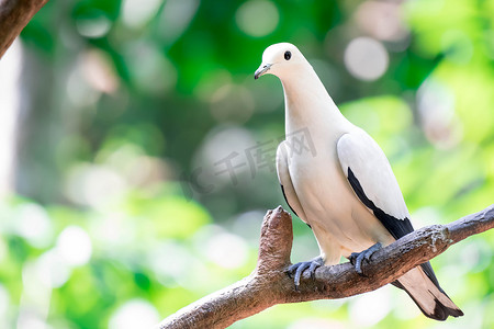 花斑帝王鸽 (Ducula 双色) 站在树枝上。