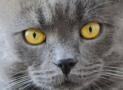 黄眼睛猫头像
