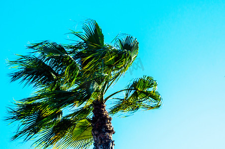 美丽的棕榈树，异国情调的植物象征着假期，炎热的天气，大叶子