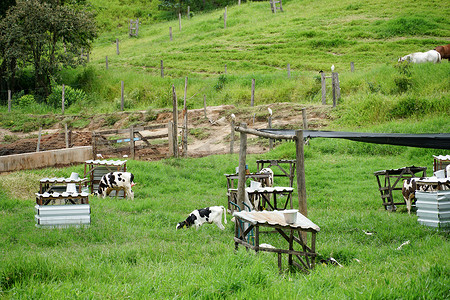 奶牛在绿色的田野上吃草。