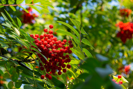 夏末树上成熟的红色罗文束