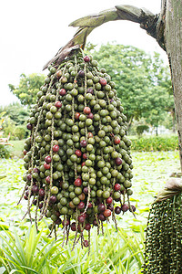 木桩上的槟榔摄影照片_槟榔树