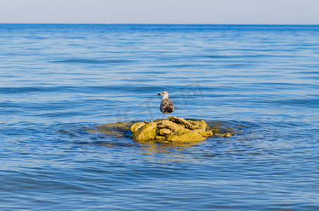 一只海鸥站在蓝色大海中稳定的石头上