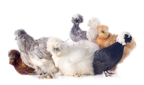 丝绸丝绸之路摄影照片_年轻的乌骨鸡和荷兰矮脚鸡