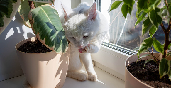 一只白色的成年猫舔它的爪子。