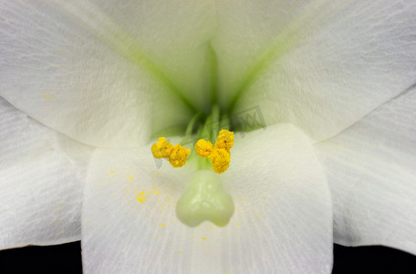 复活节百合 (lilium longiflorum) 中的雄蕊和花粉