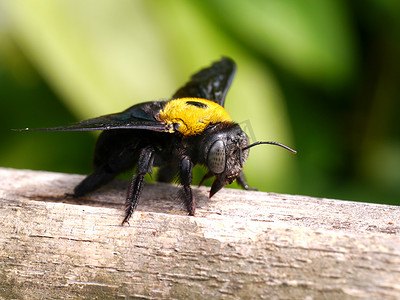 竹枝摄影照片_竹枝上大黄蜂的特写镜头。
