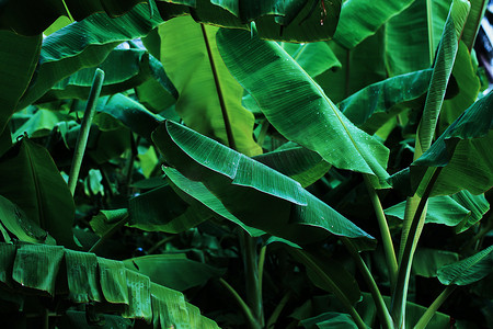斜条纹底纹摄影照片_热带芭蕉叶丛林