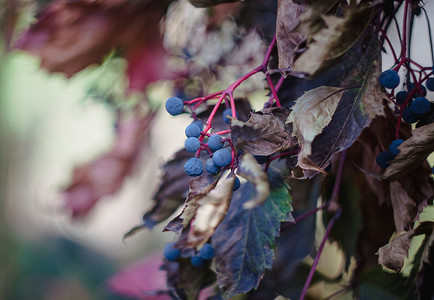 秋天的蓝色野葡萄串，模糊的软焦点。