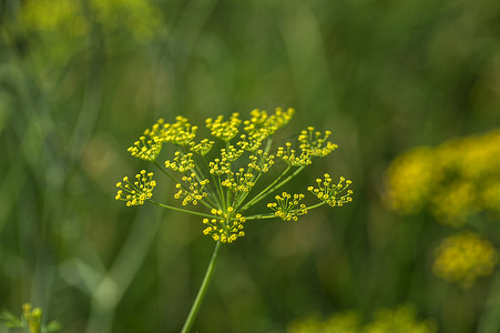 绿色莳萝 (Anethum graveolens) 的花生长在农业领域。