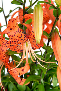 “虎百合，Lat. Lilium lancifoliu”