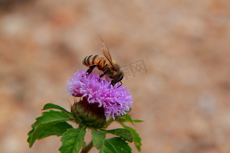 工蜂在花中采集花粉