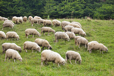 农村动物摄影照片_草地上的羊群