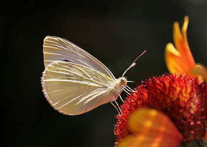白菜蝶