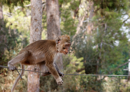 小猴子摄影照片_走绳的小猴子