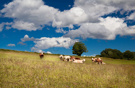 阿尔卑斯奶牛摄影照片_夏季草地上的几头高山奶牛