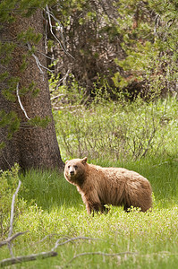 美国黑熊在优胜美地国家公园