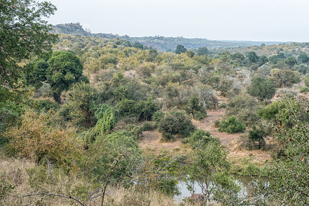姆普马兰加省长颈鹿景观