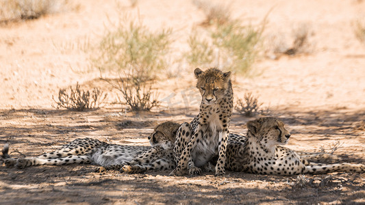 南非 Kgalagadi 跨境公园的猎豹