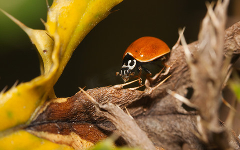 亚洲瓢虫甲虫 (Harmonia axyridis)