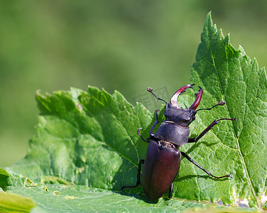 Lucanus 鹿 - 鹿角甲虫
