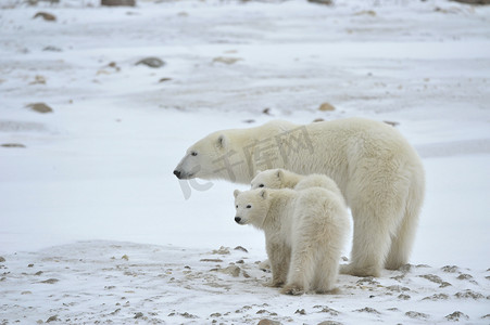 熊大摄影照片_北极母熊与幼崽。