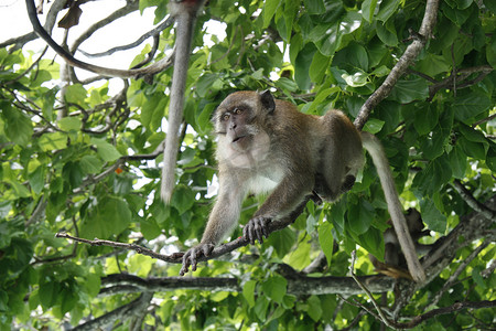 趴着的猴子摄影照片_坐在树上的猴子