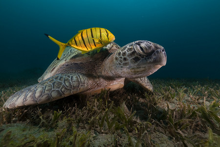 海底植物摄影照片_红海中的绿海龟 (chelonia midas) 和鲹。