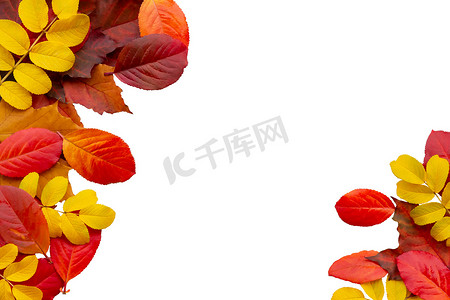 五颜六色的秋天枫叶的边界被隔绝在白色背景上