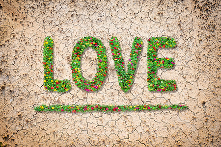 喜欢普通百日草的文字，绿叶生长在棕色干燥的土壤或破裂的地面纹理背景上。爱情概念