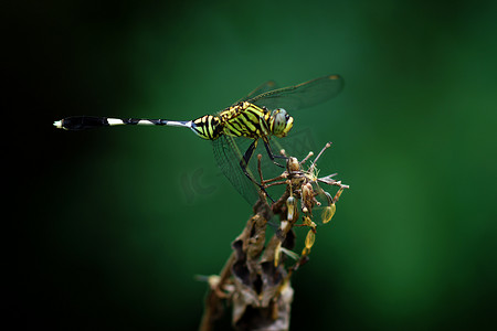一只绿色蜻蜓的特写镜头