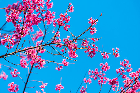 樱桃花 Prunus cerasoides 或野生喜马拉雅樱桃，泰国 Phetchaboon Phu Lom Lo 的巨型虎花。