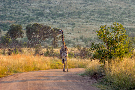 站在路上的长颈鹿