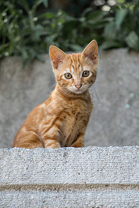在街上看到流浪猫