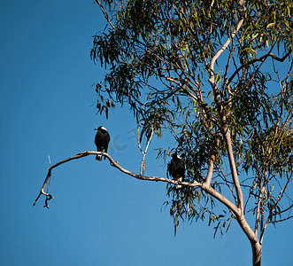 喜鹊摄影照片_桉树与澳大利亚喜鹊
