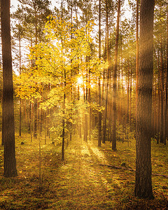 日落或日出时分，秋天的松林里有金色的枫叶。