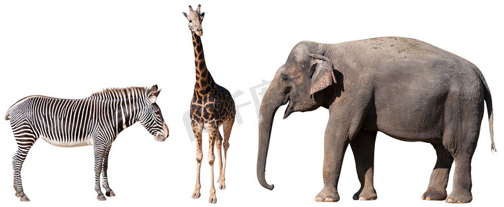 “斑马、长颈鹿和大象”