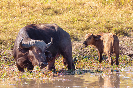 牛角摄影照片_博茨瓦纳乔贝的水牛角野生动物