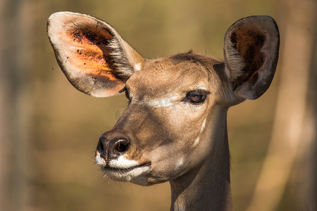 链球菌摄影照片_南非 Kudu 羚羊 Tragelaphus strepsiceros 的肖像