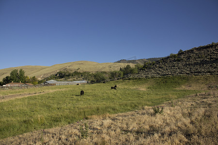 养牛牧场摄影照片_牛在牧场吃草
