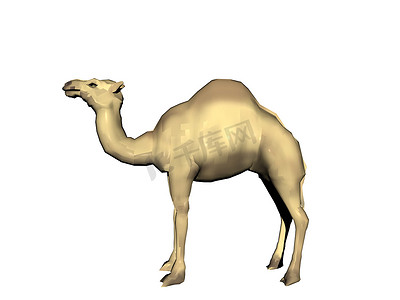 单峰骆驼在沙漠中抬起头