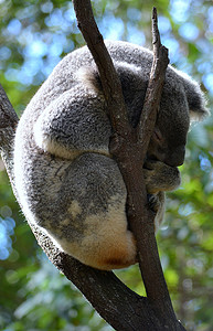 澳大利亚考拉摄影照片_澳大利亚考拉睡觉