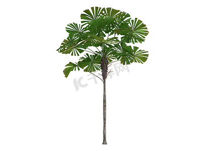 澳大利亚扇形棕榈或 Licuala ramsayi