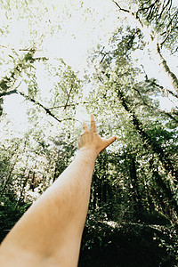 一幅鼓舞人心的画面：一只年轻的手在一个超级明亮的日子里到达树顶，秋天有喜怒无常的绿色调，有复制空间